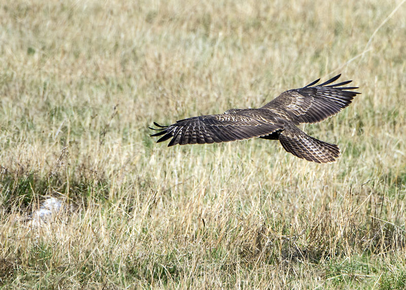 Poiana - Buteo buteo